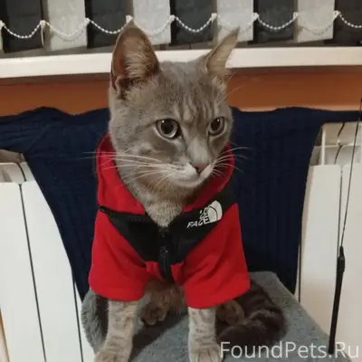 Пропал, Кот в районе 10 школы....