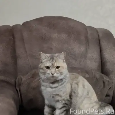Пропала кошка, может кто видел...