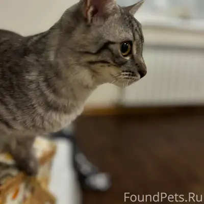 В начале декабря в районе ул.....