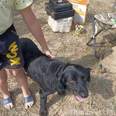 Потерялась собака, если кто ви...