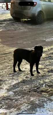 Тольятти. Шарпей. Центральный ...