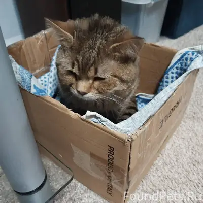 Найден кот ,красный октябрь 47...