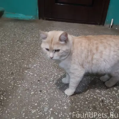 Найдён кот возле дома № 6...