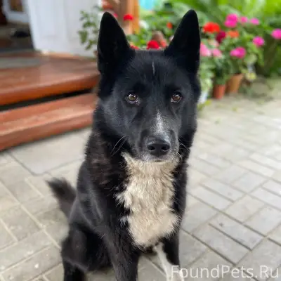 Здравствуйте! Пропал пёс 29 де...