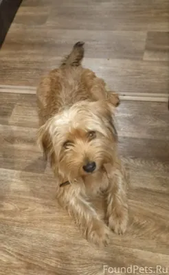 Найден пёс, кобель, бегал в де...