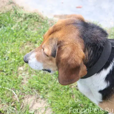 ‼️Потерялся пес, кличка Бильбо...