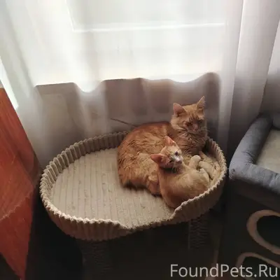 Пропал кот по кличке Атос. Рыж...