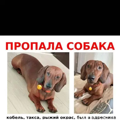 ПРОПАЛА СОБАКА! СЕЙЧАС МОЖЕТ Н...