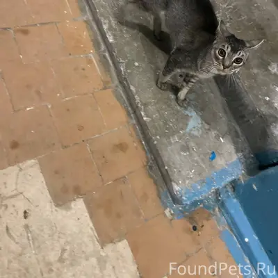 Здравствуйте! Найден кот в 18 ...