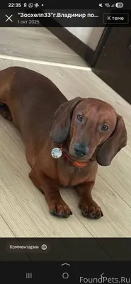 Пропала такса(мальчик)