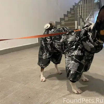 🚨Поиск кобеля породы басенджи!...