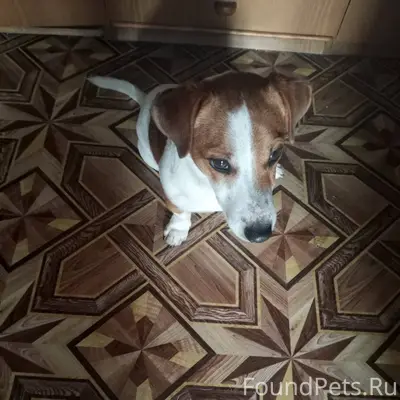 Найдена собака породы Джек Рас...
