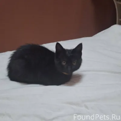 Пропала кошка в районе Бела Куна 15