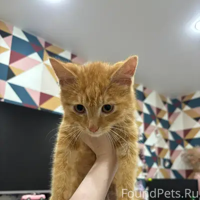 Найден котик (мальчик) в подва...