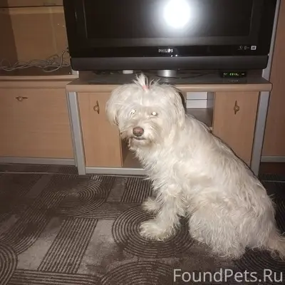 Здравствуйте! Найдена собака в...