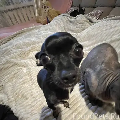 Потерялась собака в районе "ми...