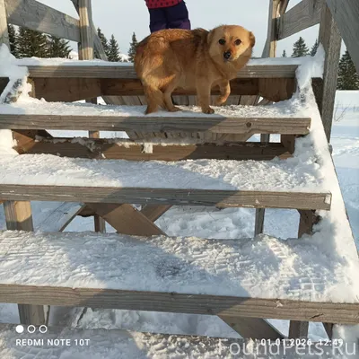 В Малой Пурге найдена собачка....