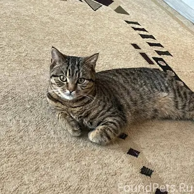 Пропал кот в Рабочем городке, ...