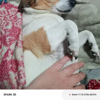 Пропала домашняя собака . Если...