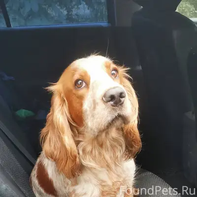 Пропал пёс ,район 3- ей школы....