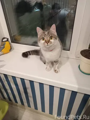 Найдена кошка. Советский район...