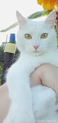 Пропал белый кот!