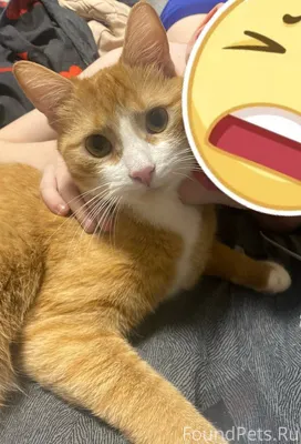 Пропал кот по кличке Феникс, р...