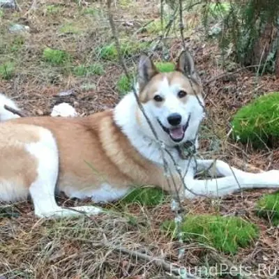Внимание, розыск! Потерялся пе...