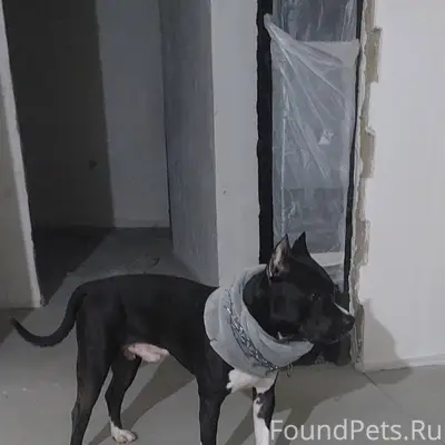 Здравствуйте! Найдена собака. ...