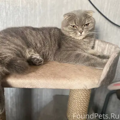 Пропал кот по ул. Лядова. Коти...