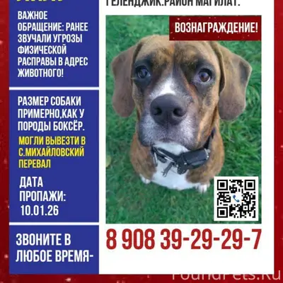 ПРОПАЛА СОБАКА! РАЙОН «МАГИЛАТ...