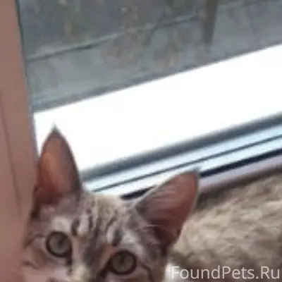 Пропал кот зовут Сеня Мира 31
