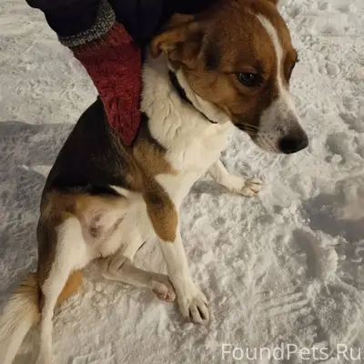 SOS!!! Пос. Железнодорожный, у...