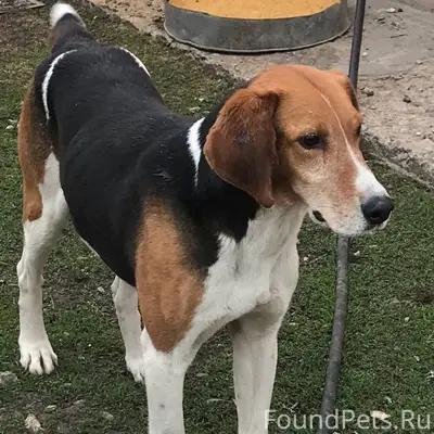 Пропала собака, просьба сообщи...