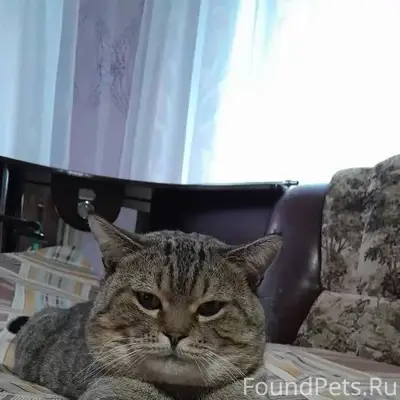 Пропал кот в районе магазина Р...