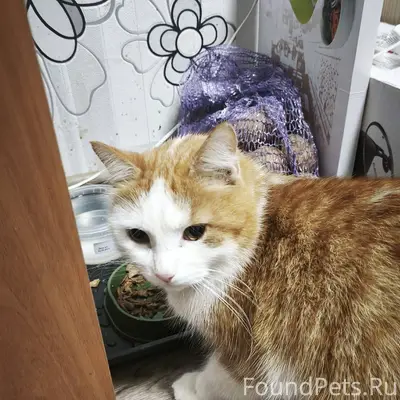 Найден котик или кошка, не пон...