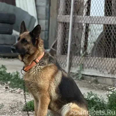 Убежала собака, немецкая овчар...
