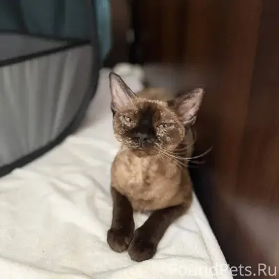 Пропала кошка кто видел просьб...