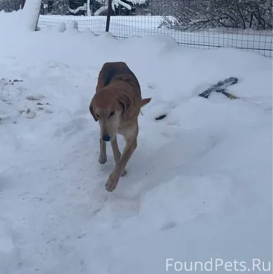 Чья собака потерялась?Ульяновс...