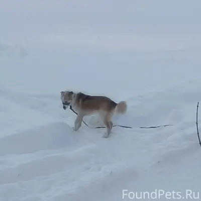 Чей пёс бегает на Лесной, може...