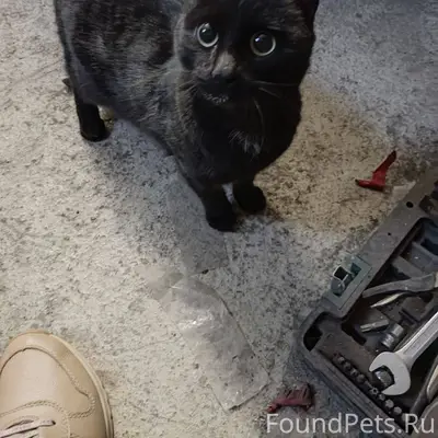 Найден кот! В г. Магнитогорск ...