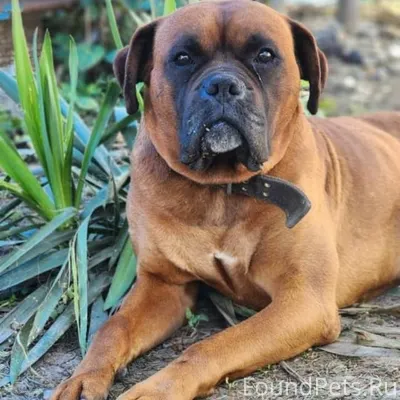 Сбежала собака в ночь с 9...