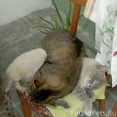 С.Новоказацкое, ул.Комарова, п...