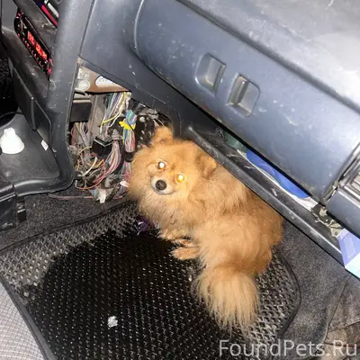 Найдена собака на Парковской Ч...