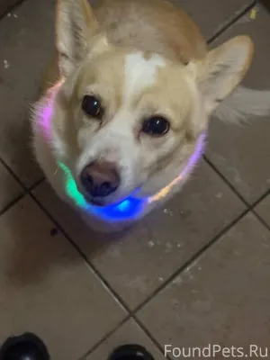 СРОЧНО ❗️❗️❗️ Найдена собака (...