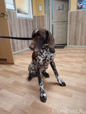 Найдена собака, породы Курцхаа...