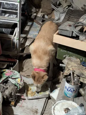 К нашим друзьям в дом пришла.....