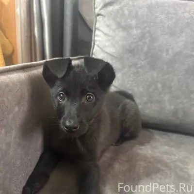 Найден щенок сегодня на дороге...