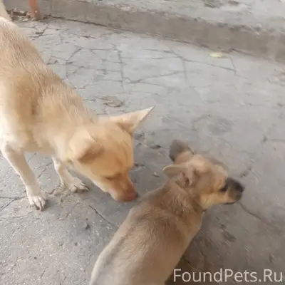 Пропал щенок 3 месяца на улице...