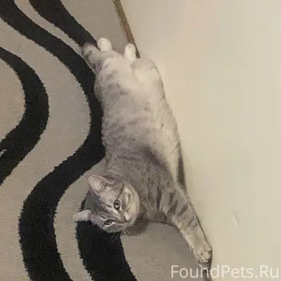 Пропал кот по кличке Балбес, р...